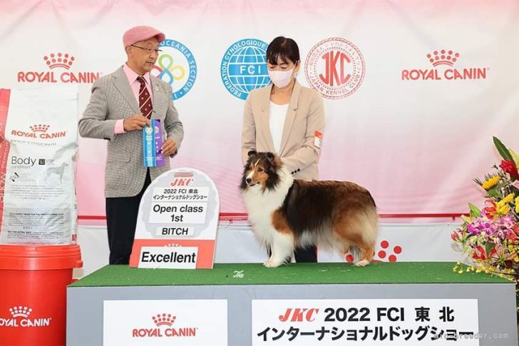 繁殖犬のドッグショーでの写真です。｜澤田　志保子(さわだ　しほこ)ブリーダー(東京都・シェットランドシープドッグ・JKC/日本コリークラブ登録)の紹介写真3