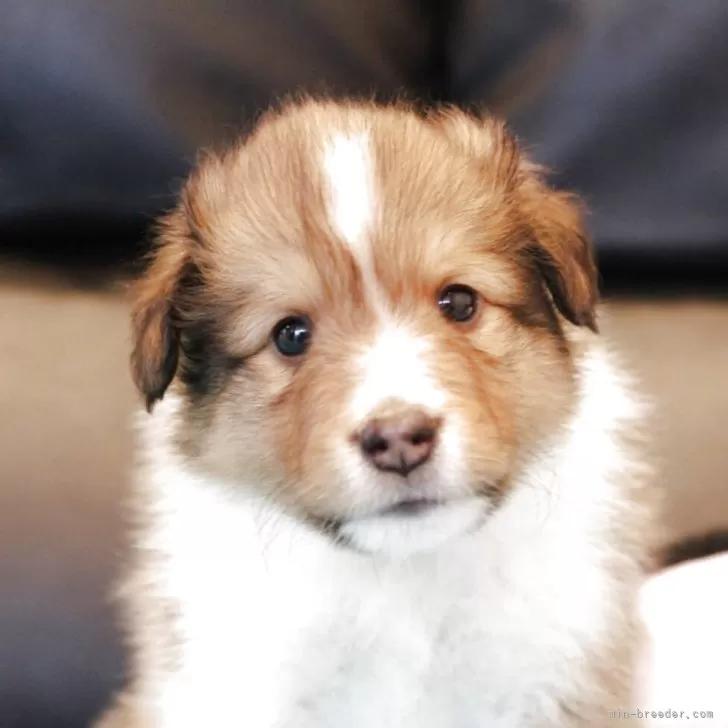 ID:2504-07733の子犬