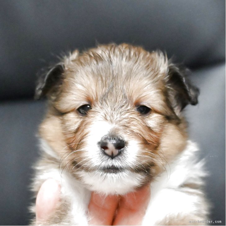 ブリーダー画像