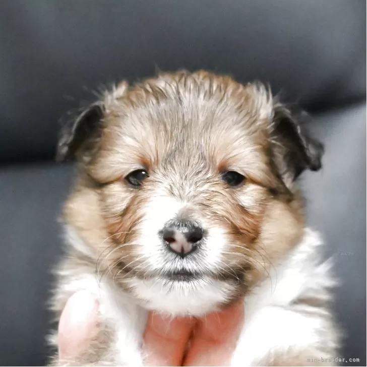 シェットランドシープドッグ【東京都・男の子・2025年11月7日・セーブル&amp;ホワイト】の写真1「今のところ、標準的なサイズで、良く食べ、良く遊び元気に走り回ってます。」