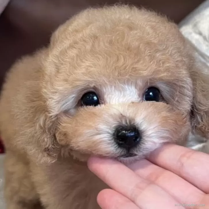 N.S 様のお迎えした子犬