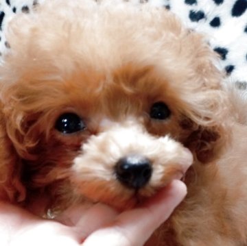 トイプードル(ティーカップ)【鹿児島県・女の子・2025年4月4日・レッド】の写真「小さな小さな女の子」