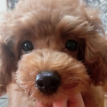 トイプードル(タイニー)【鹿児島県・男の子・2025年10月24日・レッド】の写真「誰よりもよーく話を聞いてくれる男の子」