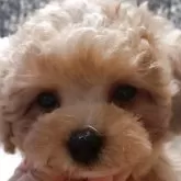 タイニープードル【鹿児島県・男の子・2025年10月7日・レッド】の写真1「可愛い😍」