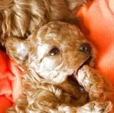 タイニープードル