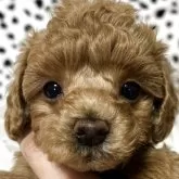 タイニープードル