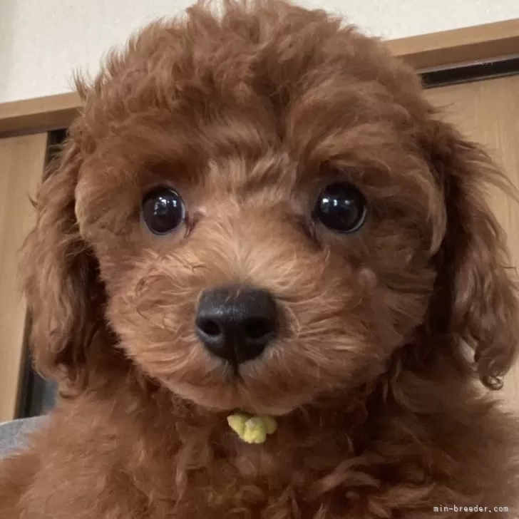 ID：2405-04634の子犬