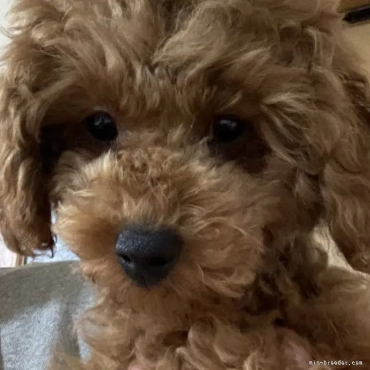 イナ君 様のお迎えした子犬
