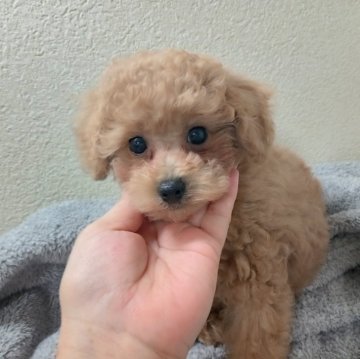 トイプードル(タイニー)【鹿児島県・男の子・2024年4月17日・アプリ】の写真「のんびり屋さん」