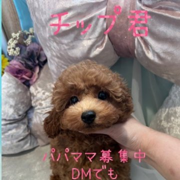 トイプードル(タイニー)【鹿児島県・男の子・2024年4月17日・レッド】の写真「可愛い」