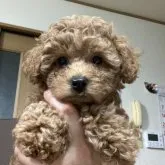 トイプードル(トイ)【鹿児島県・女の子・2023年3月6日・レッド】の写真1