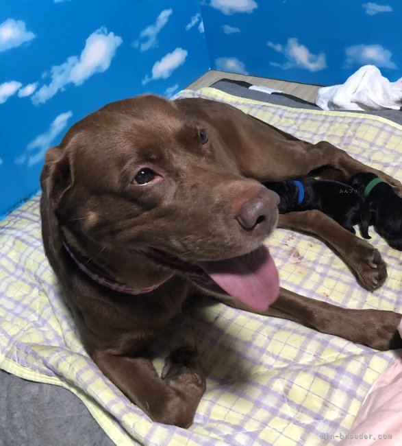 川口浩司ブリーダーのブログ：チョコラブのエマちゃん出産しました
