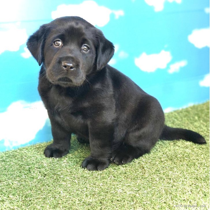 ブリーダー画像