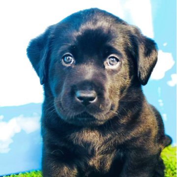 ラブラドールレトリバー【岐阜県・男の子・2025年10月5日・ブラック】の写真「両親遺伝子検査クリア
お迎え迄の諸費用込価格です」