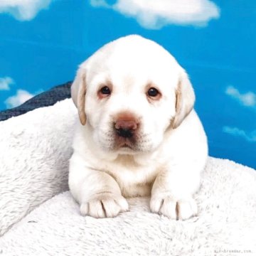 ラブラドールレトリバー【岐阜県・男の子・2025年10月5日・イエロー】の写真「両親遺伝子検査クリアお迎え迄の諸費用込価格です」