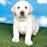 ラブラドールレトリバー