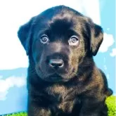 ラブラドールレトリバー【岐阜県・男の子・2025年10月5日・ブラック】の写真1「最新の写真に更新しました　生後1ヶ月が過ぎ4300gと骨重のある立派な体格です」