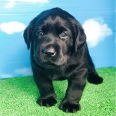 ラブラドールレトリバー