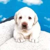 ラブラドールレトリバー【岐阜県・男の子・2025年10月5日・イエロー】の写真1「足が大きく立派な体格ですご飯の最中でも兄弟に場所を譲る優しい子です」