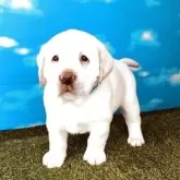 ラブラドールレトリバー【岐阜県・男の子・2025年10月5日・イエロー】の写真2「ごはんをモリモリ食べて日々成長しています体格やお顔もラブラドールレトリバーらしくなってきました」