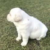 ラブラドールレトリバー【岐阜県・男の子・2025年10月5日・イエロー】の写真4「この子の個性になりますが左首後ろに小さな黒い差し毛があります」