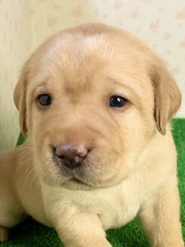 ラブラドールレトリバー【岐阜県・男の子・2021年5月11日・イエロー】の写真「むっちりかわいい男の子❤️」