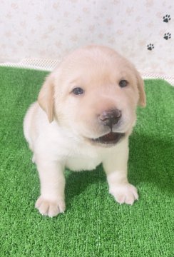 ラブラドールレトリバー【岐阜県・男の子・2021年5月11日・イエロー】の写真「おっとりタイプの甘えん坊」