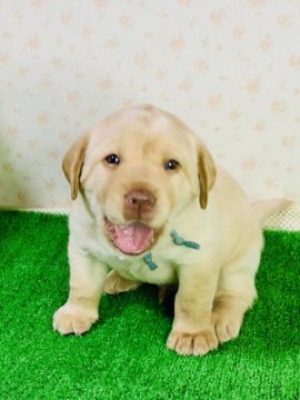 ラブラドールレトリバー【岐阜県・男の子・2021年5月11日・イエロー】の写真「とてもかわいい穏やかな男の子❤️」