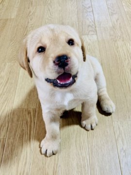 ラブラドールレトリバー【岐阜県・女の子・2021年5月11日・イエロー】の写真「可愛らしい女の子❤️」