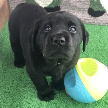 ラブラドールレトリバー【岐阜県・女の子・2022年10月6日・ブラック】の写真「両親PRA検査クリア　立派な体格と可愛い顔立ち」