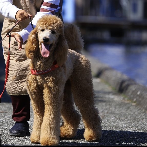 スタンダードプードル【・女の子・2020年4月16日・レッド】