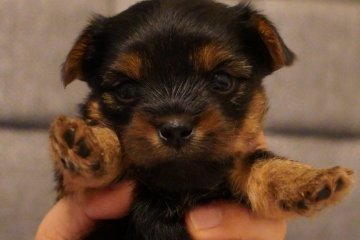 ヨークシャーテリア【静岡県・女の子・2021年8月2日・スチールブルー・タン】の写真「両親犬黒毛が多めな個性派で可愛いヨーキーです！」