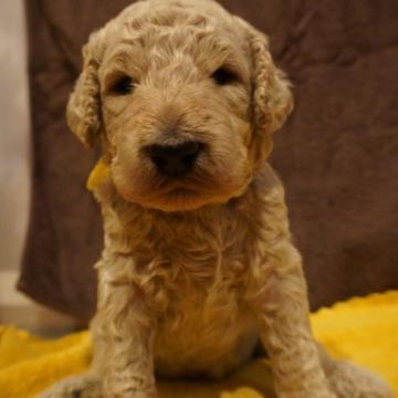スタンダードプードル【静岡県・男の子・2022年8月19日・クリーム系】の写真「パパ犬似の可愛らしい男の子です☆★」