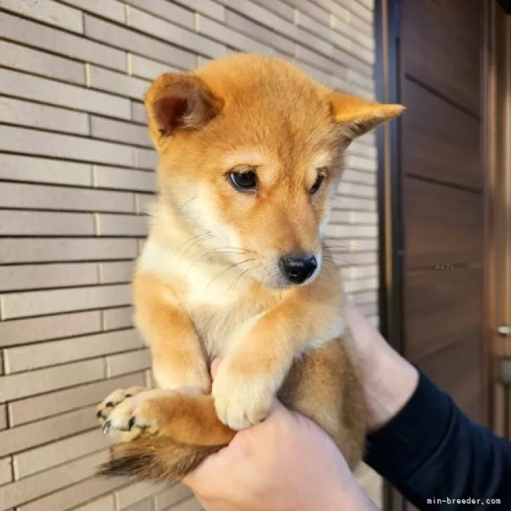 ID：2311-04639の子犬