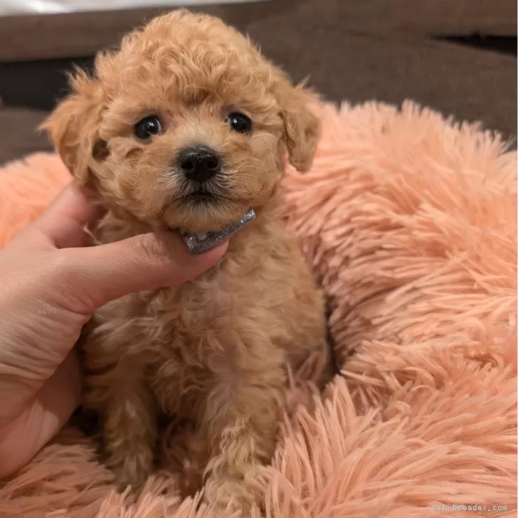 ID：2502-00002の子犬