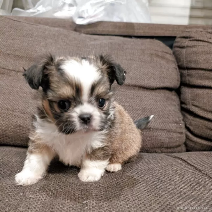 ID：2505-01518の子犬