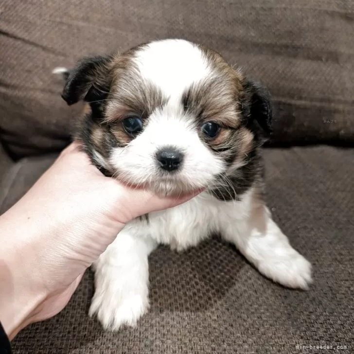 ID：2505-01520の子犬