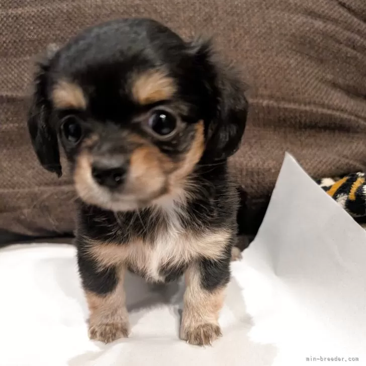 ID：2507-00727の子犬