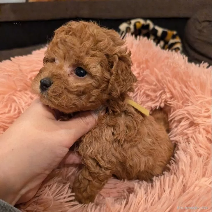 ID：2501-07391の子犬