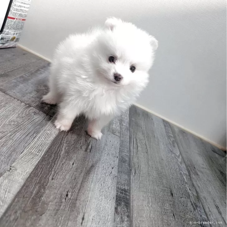 MN 様のお迎えした子犬