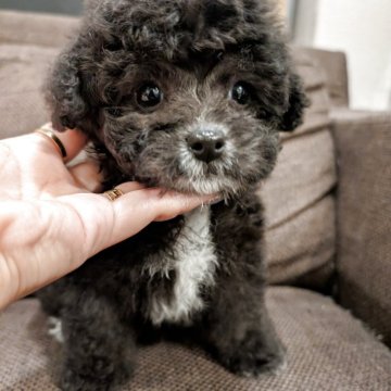 トイプードル(タイニー)【大阪府・男の子・2025年8月24日・グレー】の写真「タキシード✨ドワーフの男の子」