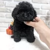 タイニープードル