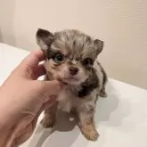 チワワ(ロング)