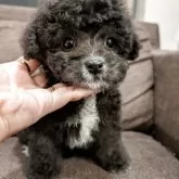 タイニープードル【大阪府・男の子・2025年8月24日・グレー】の写真1
