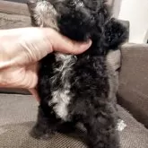 タイニープードル【大阪府・男の子・2025年8月24日・グレー】の写真2