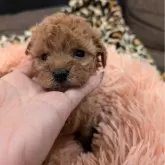 タイニープードル【大阪府・女の子・2024年12月15日・レッド】の写真3