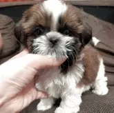 シーズー【大阪府・女の子・2025年7月13日・ゴールド&ホワイト】の写真4