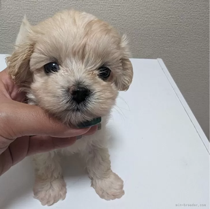 ID:2405-06358の子犬