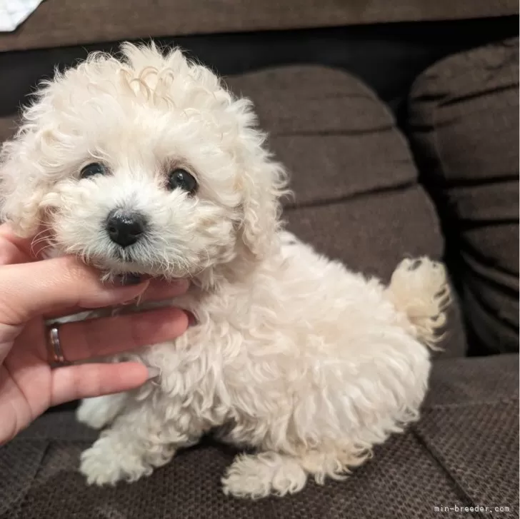 ID：2403-02672の子犬
