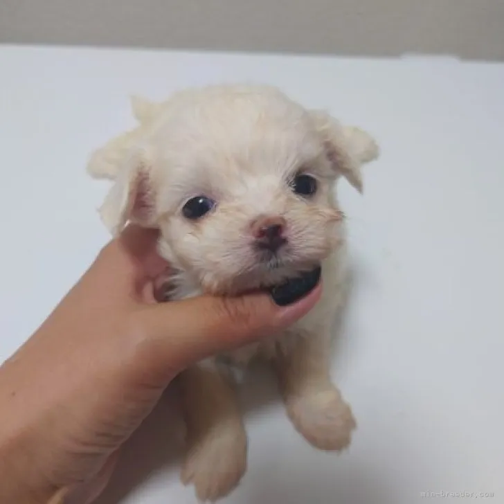 ID:2308-05557の子犬